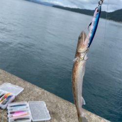 通行止めからの漁港釣行