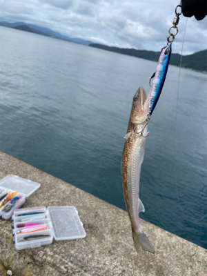 通行止めからの漁港釣行
