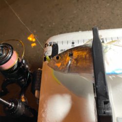 びーひさの南港アジング〜