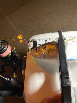 びーひさの南港アジング〜