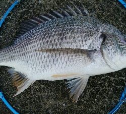 『釣りデビュー(^_-)』228日目