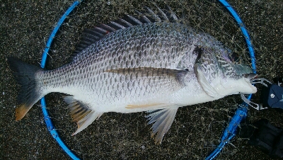 『釣りデビュー(^_-)』228日目