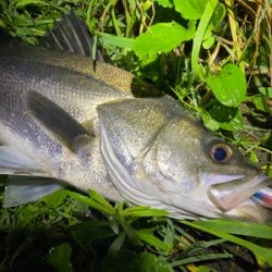 初シーバス！！