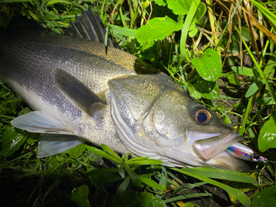 初シーバス！！