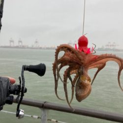 雨ん中を蛸散歩。5杯。。