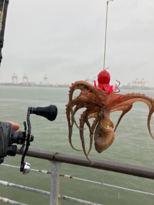 雨ん中を蛸散歩。5杯。。