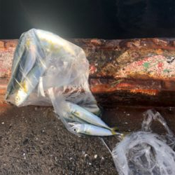 鯖、イワシ乱舞！！