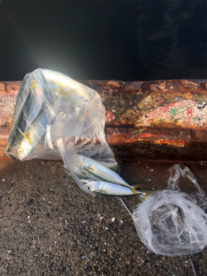 鯖、イワシ乱舞！！