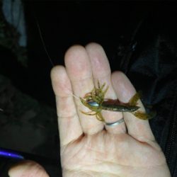 淀川ブリームゲーム