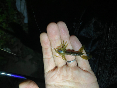 淀川ブリームゲーム