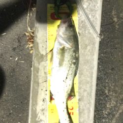 まだセイゴ祭り