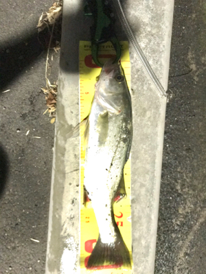 まだセイゴ祭り