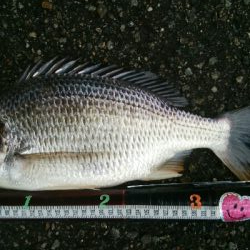 『釣りデビュー(^^)』230日目