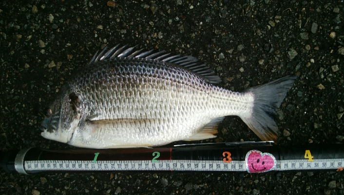 『釣りデビュー(^^)』230日目