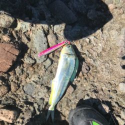 息子とショアジギング