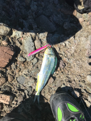 息子とショアジギング