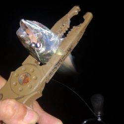 アジング練習　315