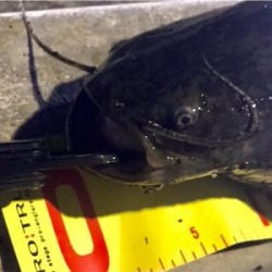 引き続きセイゴ祭り中