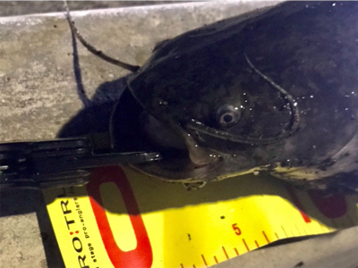 引き続きセイゴ祭り中