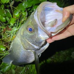 メタルバイブでシーバス