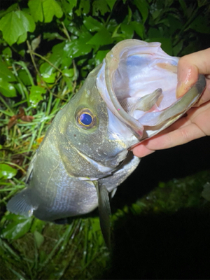 メタルバイブでシーバス