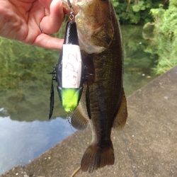 デカハネフィッシュ