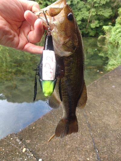 デカハネフィッシュ