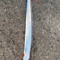 雨上がり　太刀魚