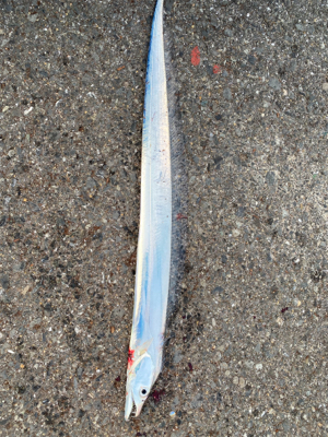 雨上がり　太刀魚