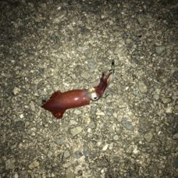 ケンサキイカ釣行