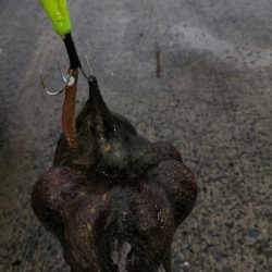 まだタコ釣れます