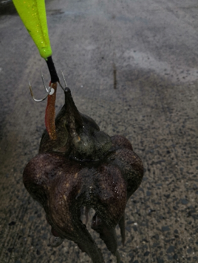 まだタコ釣れます