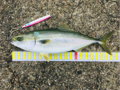 ピンク系ルアーは重宝する！？