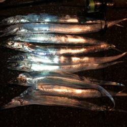 タチウオがやってきた！