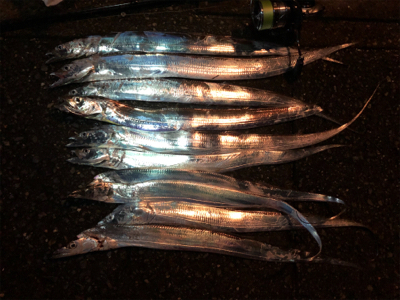 タチウオがやってきた！