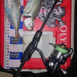 アジング練習　316