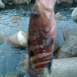 キジハタ4匹、ソイ1匹！