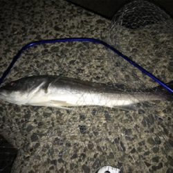 ジョイクロ１７８で釣れた