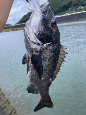 今朝の釣果
