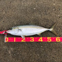 サバングのはずが…