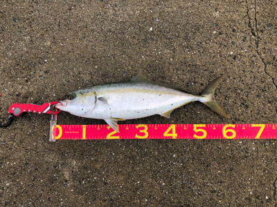 サバングのはずが…