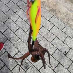 タコからの鯖祭り