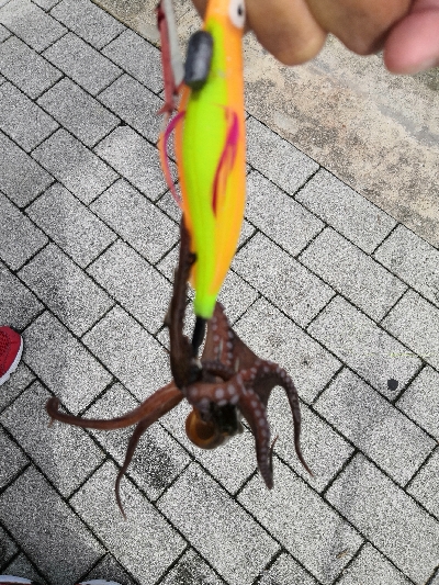 タコからの鯖祭り