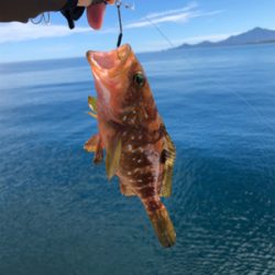 シイラとタチウオを狙うも