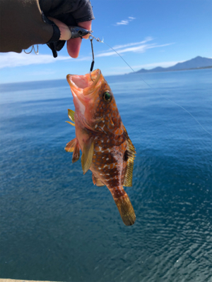 シイラとタチウオを狙うも