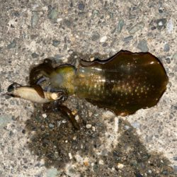 アオリイカ新子調査