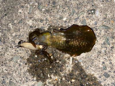 アオリイカ新子調査