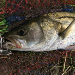 またしてもヒラスズキ