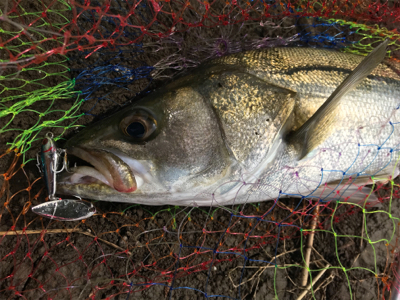 またしてもヒラスズキ