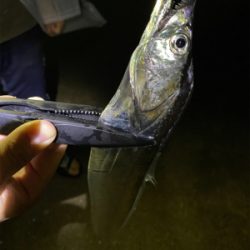 2021年太刀魚開幕